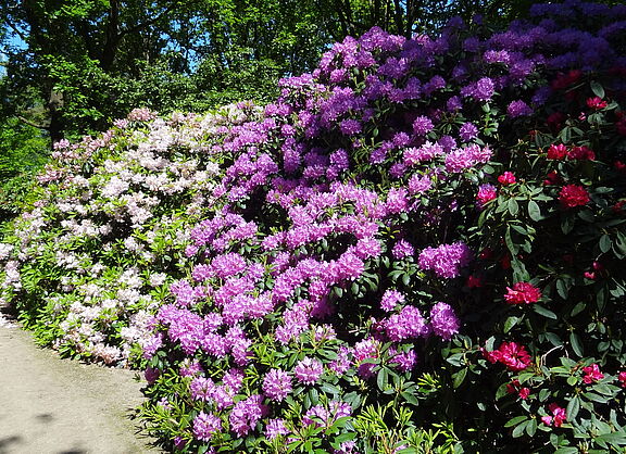 Rhododrendon Blüte